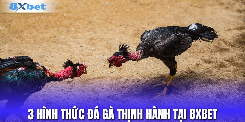 3 hình thức đá gà thịnh hành tại 8XBET