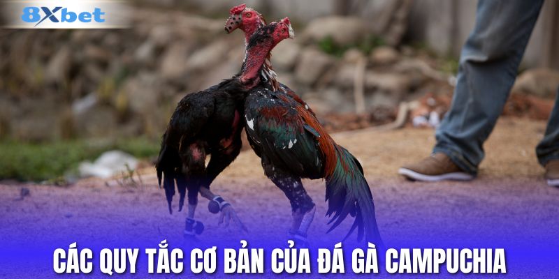 Các quy tắc cơ bản của đá gà Campuchia