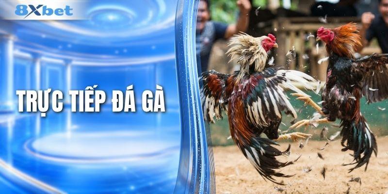 Cách Xem Trực Tiếp Đá Gà Hấp Dẫn Mỗi Ngày Ngay Tại Nhà