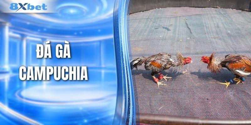 Đá Gà Campuchia - Tinh Hoa Truyền Thống Và Hiện Đại