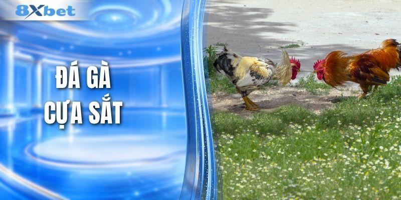 Đá Gà Cựa Sắt - Tranh Tài Kịch Tính Khiến Bạn Mê Mẩn