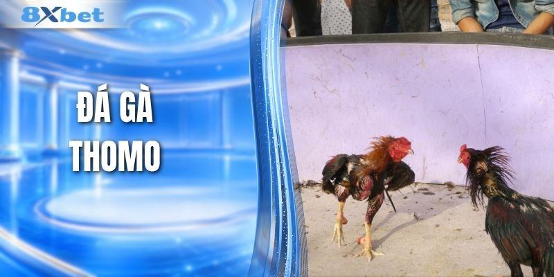 Đá Gà Thomo - Đấu Trường Kịch Tính Không Thể Bỏ Lỡ