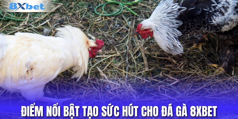 Điểm nổi bật tạo sức hút cho đá gà 8XBET