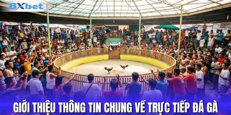 Giới thiệu thông tin chung về trực tiếp đá gà