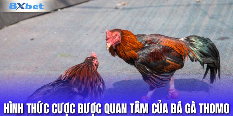 Hình thức cược được quan tâm của đá gà Thomo
