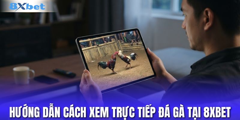 Hướng dẫn cách xem trực tiếp đá gà tại nhà cái 8XBET