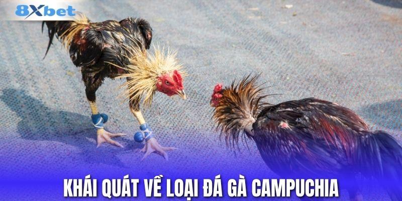 Khái quát về loại đá gà Campuchia
