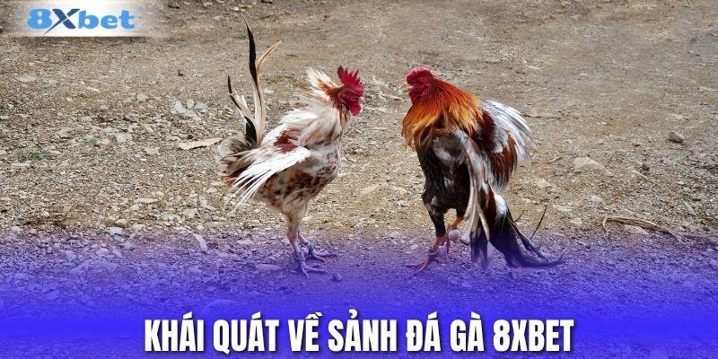 Khái quát về sảnh đá gà 8XBET