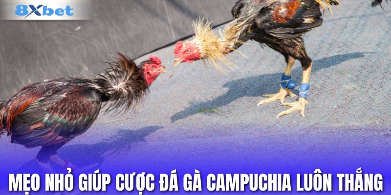Mẹo nhỏ giúp cược đá gà Campuchia luôn thắng