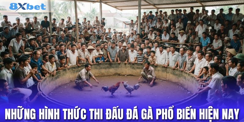 Những hình thức thi đấu đá gà phổ biến hiện nay
