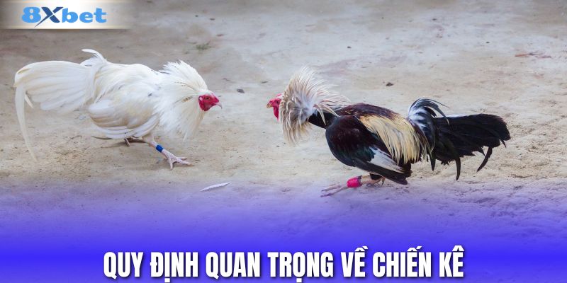 Quy định quan trọng về chiến kê trong đá gà Thomo